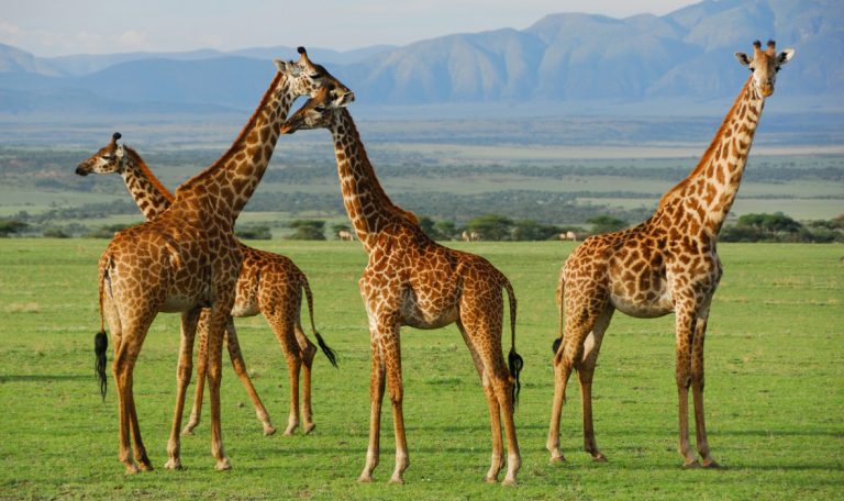 Qué hacer en Tanzania: Actividades imprescindibles