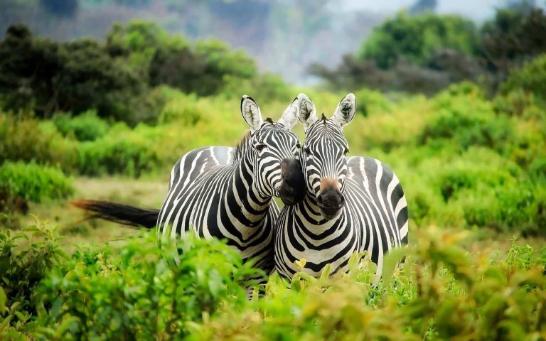 ¿Cuándo es el mejor momento para visitar Tanzania?