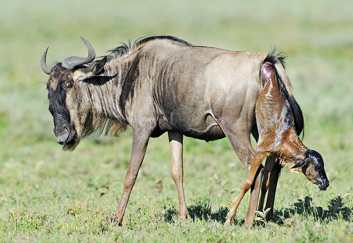 6 Days Wildebeest Migration Safari in Tanzania