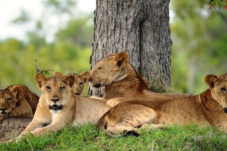 Qué llevar para un safari en Tanzania