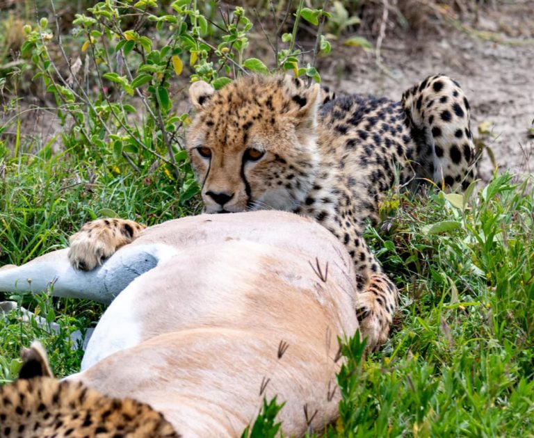 Animales salvajes que no te puedes perder en Tanzania
