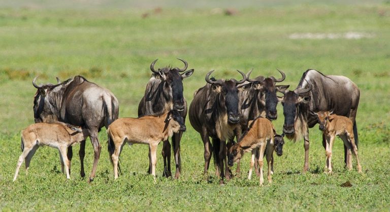 5 Days Serengeti Safari Tour Package Tanzania