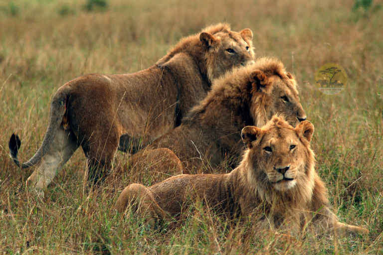 8-Day Signature Tanzania Premium Safari