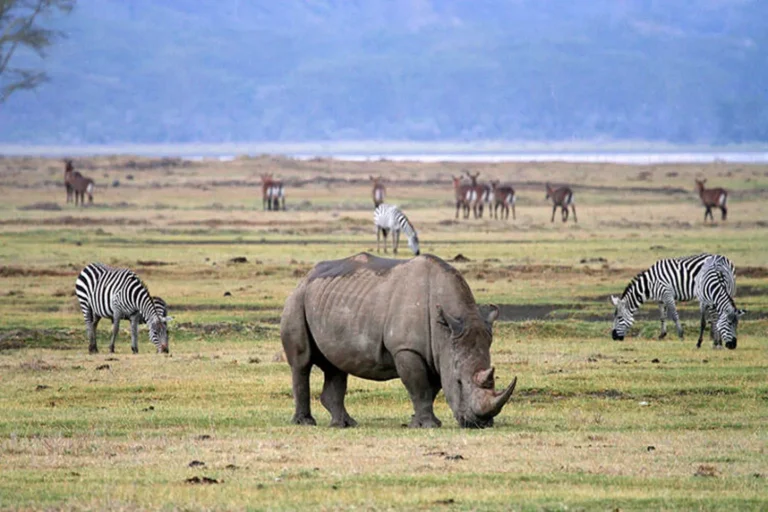 9 Days Tanzania Safari
